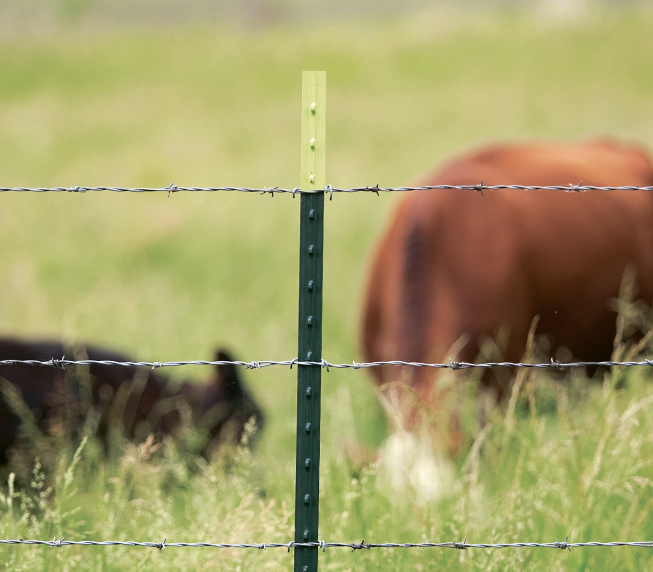 photo of nucor steel t-post in a field